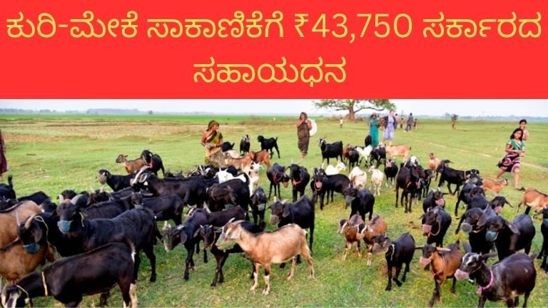ಕುರಿ-ಮೇಕೆ-ಸಾಕಾಣಿಕೆಗೆ-₹43750-ಸರ್ಕಾರದ-ಸಹಾಯಧನ.