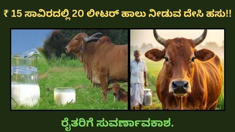 Deshi Cow 15-20 liter milk